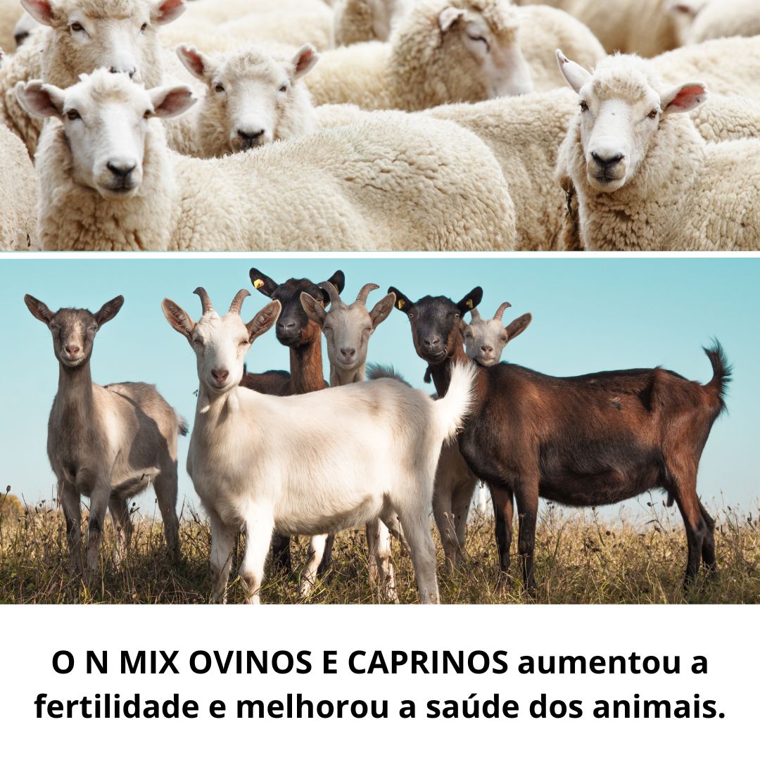 Suplemento Nutricional para Ovinos e Caprinos – N MIX OVINOS E CAPRINOS