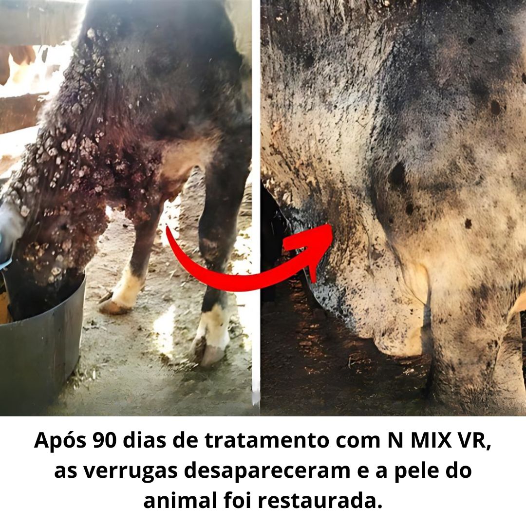 Suplemento Gado Bovino Verruga tratamento e Prevenção de Verrugas Bovinas – N MIX VR